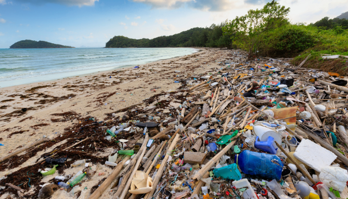 Cotton Bud Plastic Waste on Beach